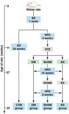 Sleeve Gastrectomy Ameliorates Diabetes-Induced Cardiac Hypertrophy Correlates With the MAPK Signaling Pathway